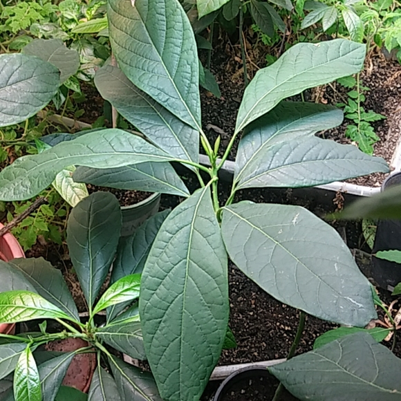 Avocado - Picture 2 of 4